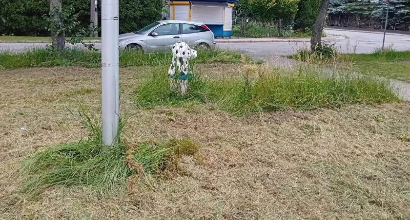 Koszenie po starachowicku