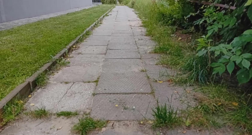 Jaki zarządca, taka dbałość - pozarastane chodniki w Starachowicach 