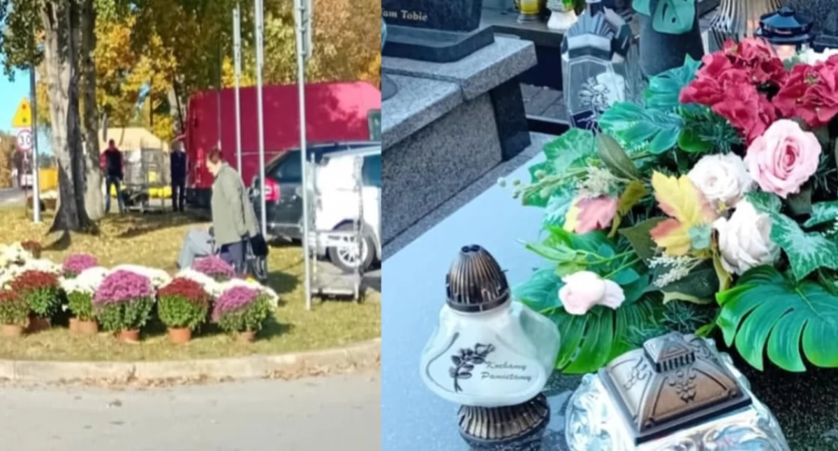 Wszystkich Św. już tuż. Chryzantemy w cenie - wybieracie żywe czy sztuczne?