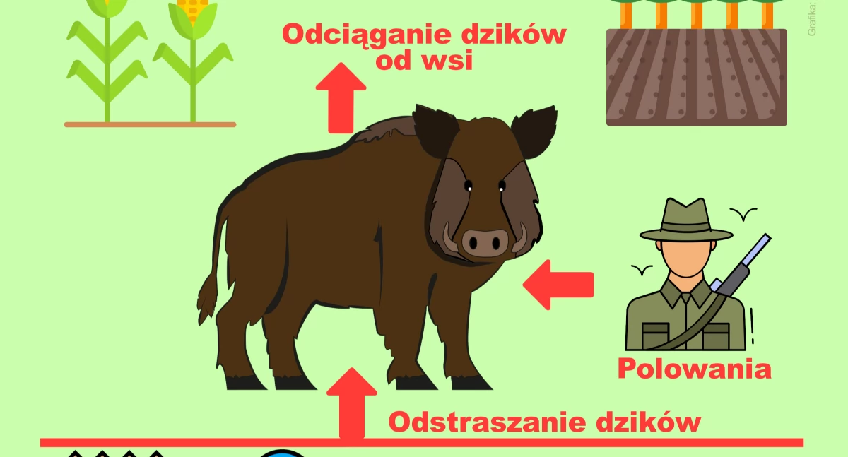 Dziki zmorą mieszkańców gm. Brody. Jak im przeciwdziałać?