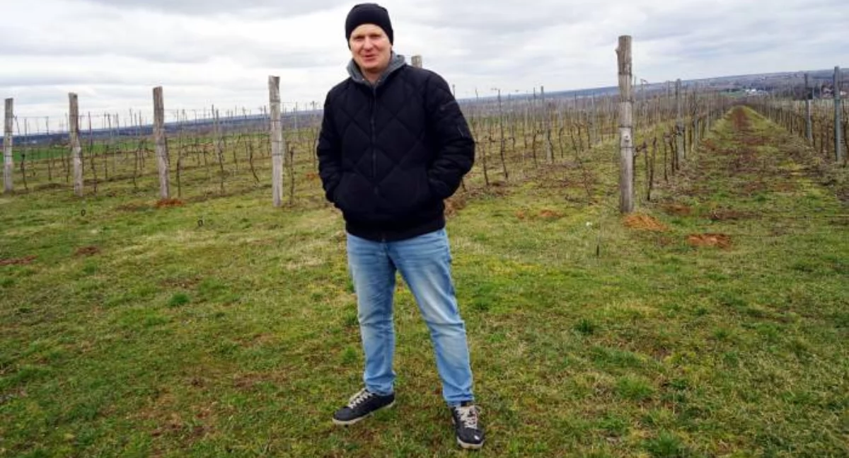 Winorośl nie wybacza błędów - Piotr Sławek o uprawie w gm. Pawłów 
