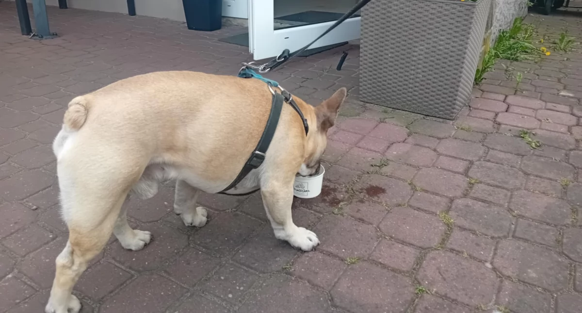 Starachowice przyjazne psom? Z Oggy sprawdzamy, gdzie czworonogi są mile widziane