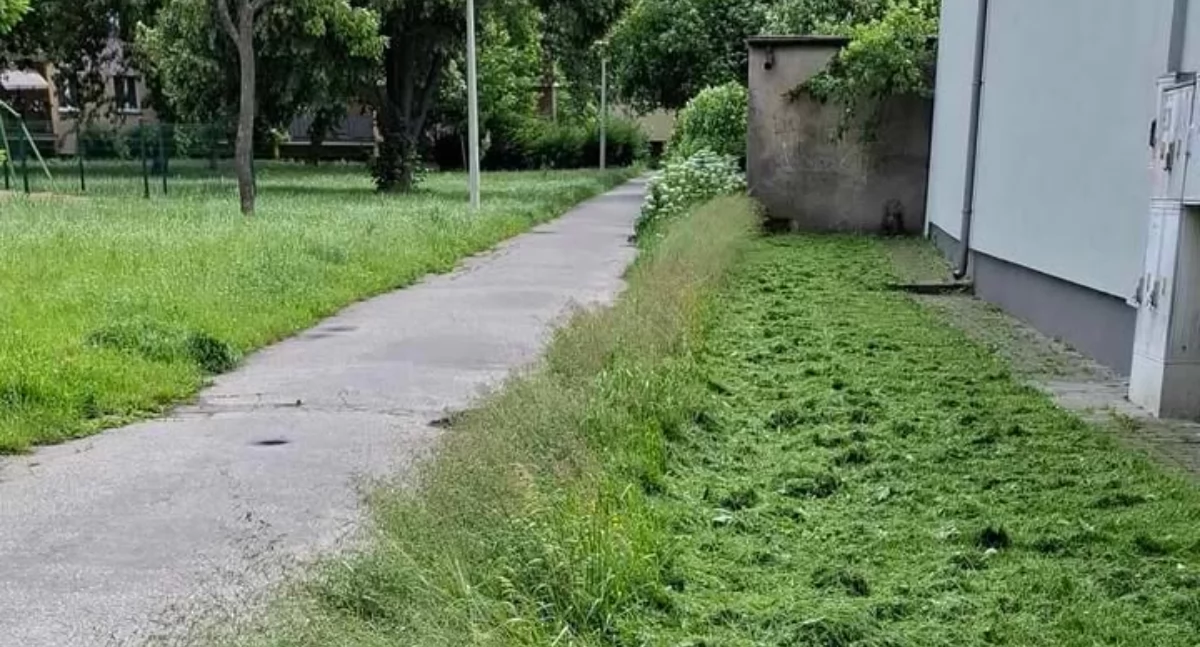 Jak miasto dba o estetykę terenów wspólnych? Koszenie traw pozostawia do życzenia