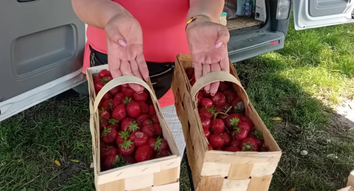  Sezon na truskawki trwa. Rumba i twist robią robotę