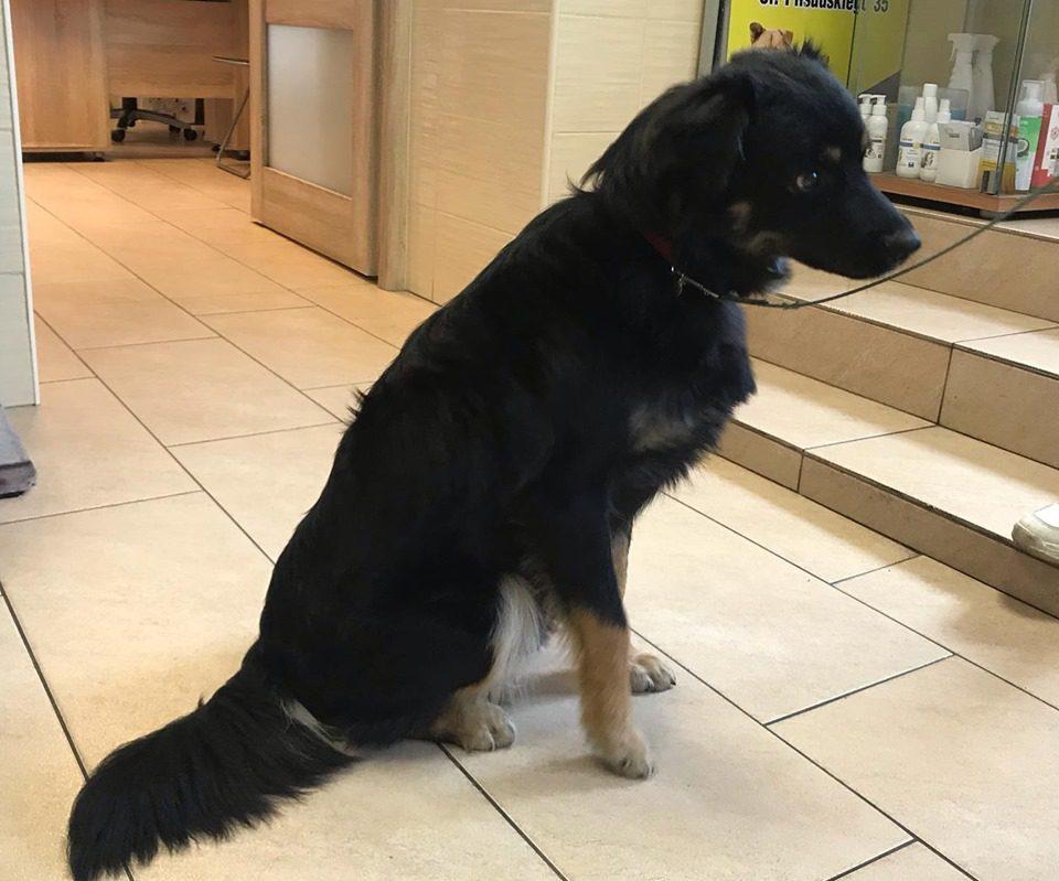 Lolek szuka domu