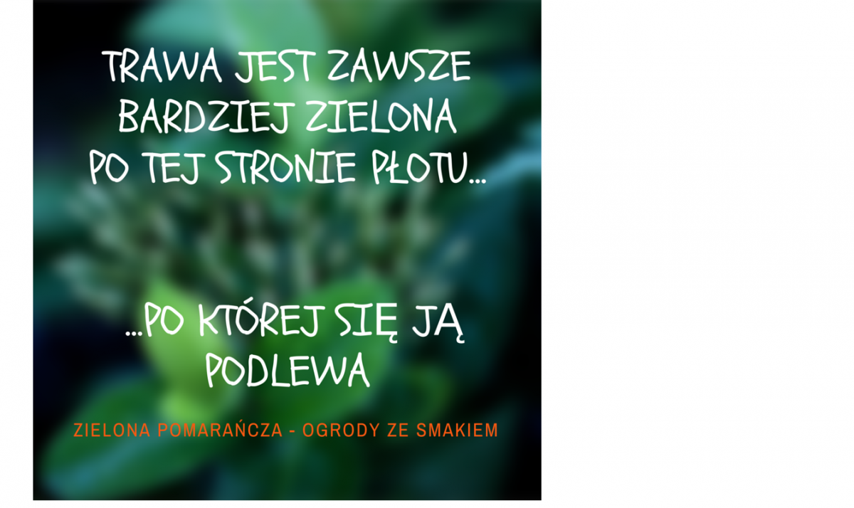 Systemy automatycznego nawadniania - mądre podlewanie