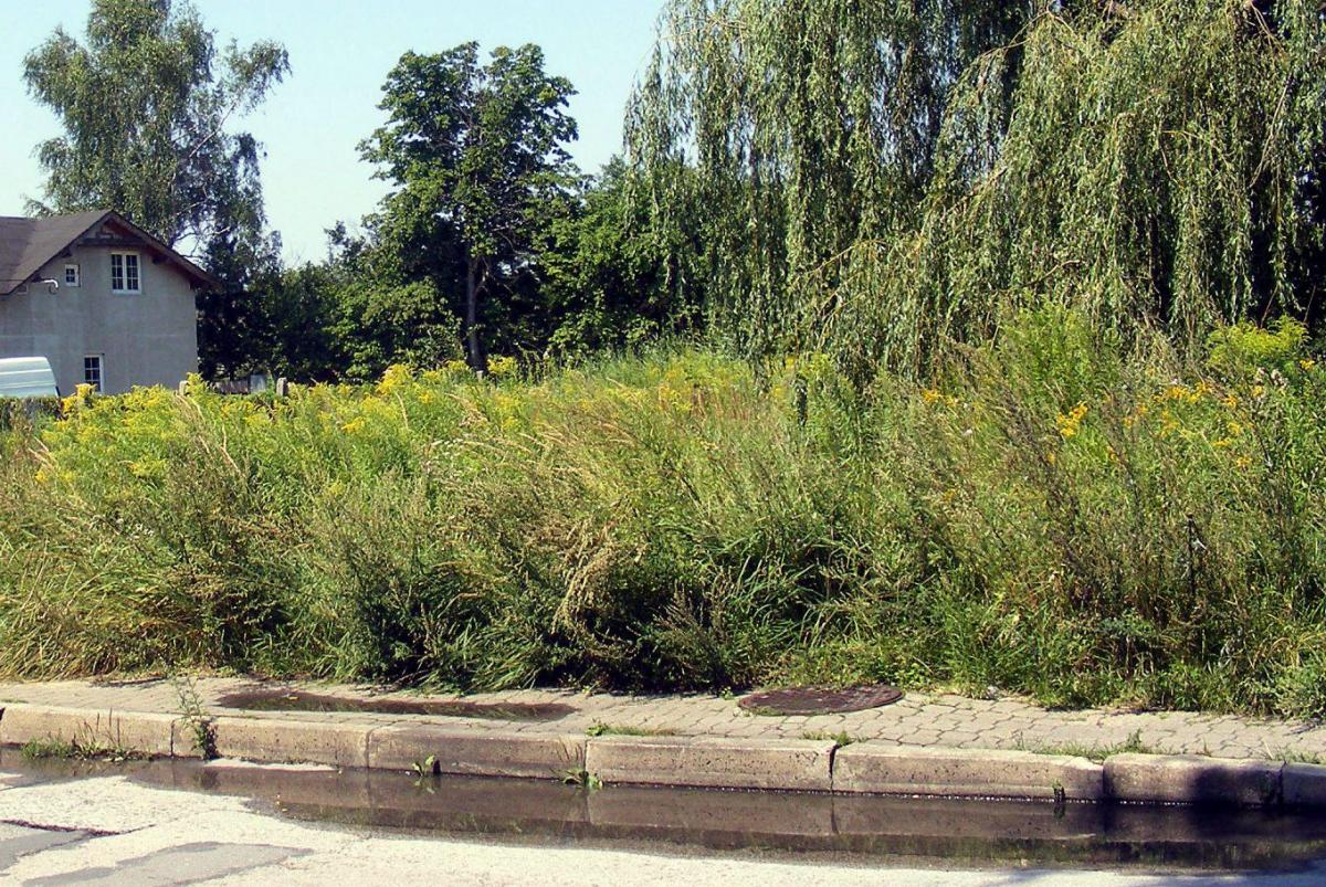 Bez ulg w koszeniu i odśnieżaniu