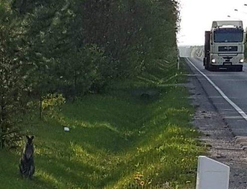 Kangurek uciekł. Trwają poszukiwania. Jest nagroda!