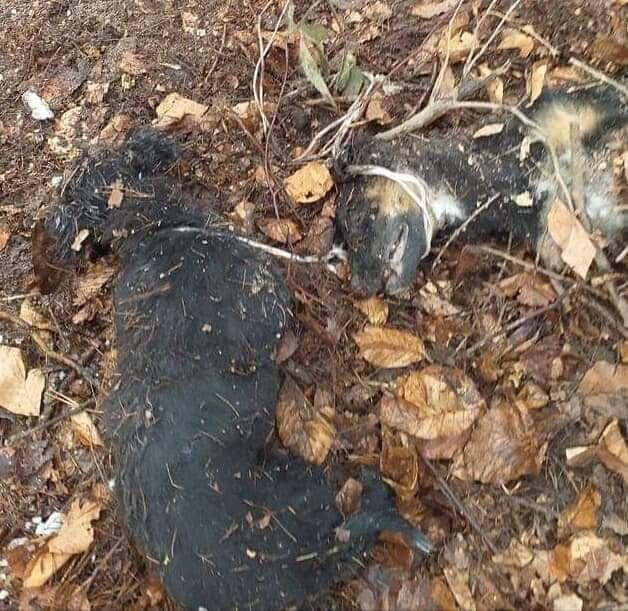 Umierały w samotności. Rusza proces po bestialskim mordzie