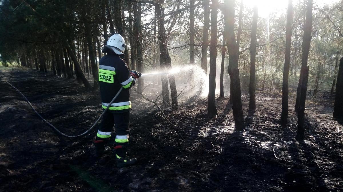 Skala niebezpiecznego zjawiska nabiera na sile. Zagrożone zwierzęta [ZDJĘCIA]