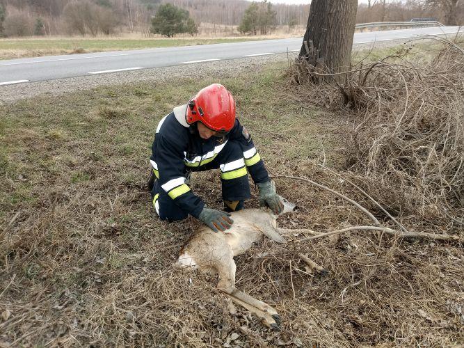 Konała przy drodze. Strażacy ruszyli błyskawicznie z pomocą