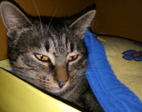 NOWOŚĆ. Oddam do adopcji