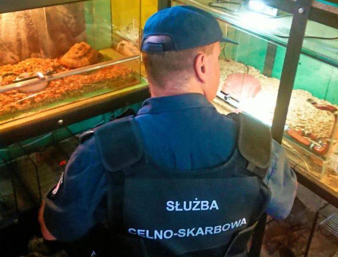 W starachowickim sklepie chciał nielegalnie sprzedać egzotyczne zwierzęta?