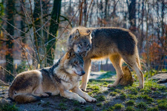 Wilki w regionie...