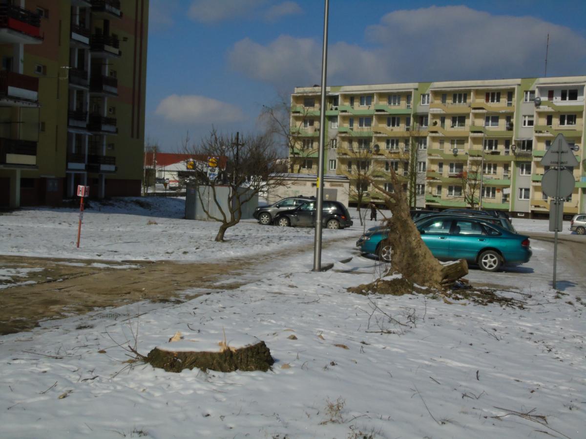 Kto wyciął, a kto chciał wycinki?