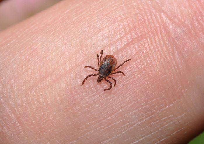 Insekty w noclegowni?
