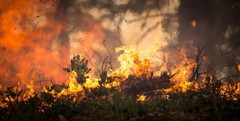 Chcesz poprawić czystość powietrza w swojej okolicy? Chroń lasy