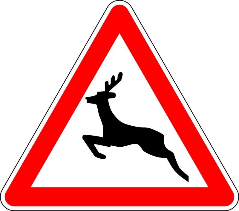 Wypadek przez sarnę