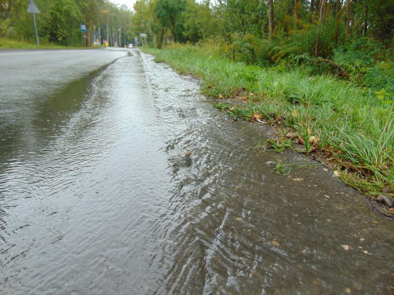 Leśną potok płynie