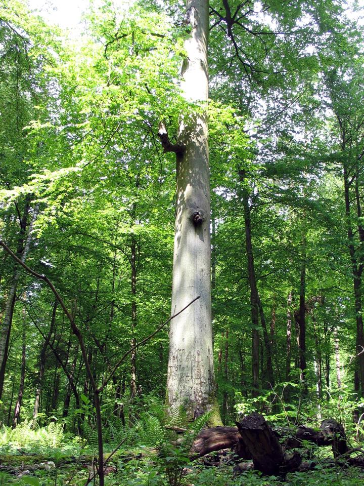 Dąb Maciek