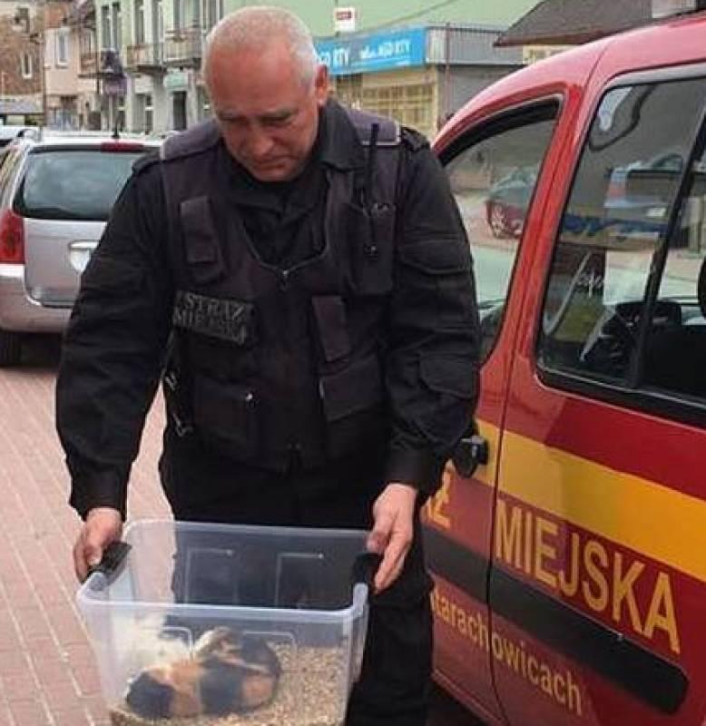 Świnki na śmietniku