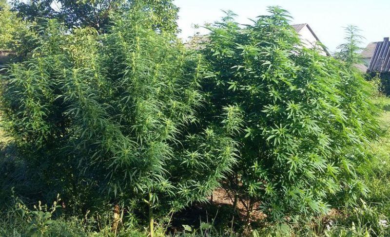 Marihuana miała trafić na rynek