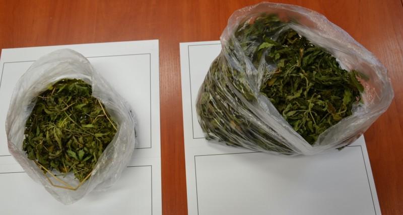 Marihuana miała trafić na rynek?