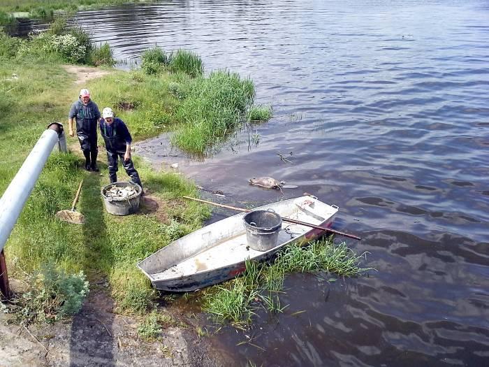 Ścieki i martwe ryby