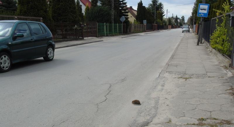 Szczury wychodzą na ulice!