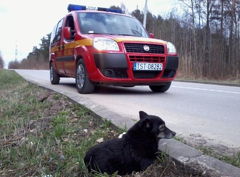 Znalezłeś zwierzę? Co z nim zrobić?