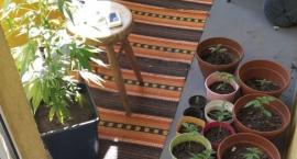Zamiast surfinii i pelargonii. Na tytuł plantatora r&hellip;