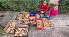 W okolicach Wykusu! Grzybiarze twarzą w twarz z wilkiem