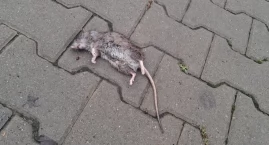 Gryzonie na osiedlu - interwencja mieszkańców w Star…