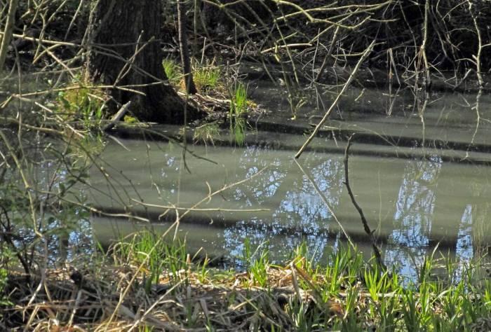 Smrodliwy ściek wpływa do czystych stawów