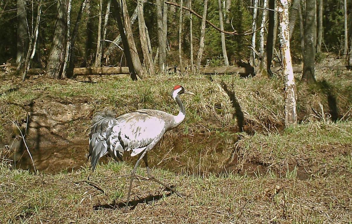 Żurawie wpadły w fotopułapkę. Robiły sobie portrety