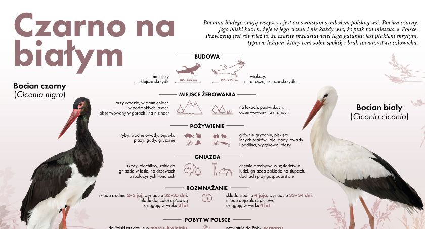 Kolejna strefa ochrony bociana czarnego