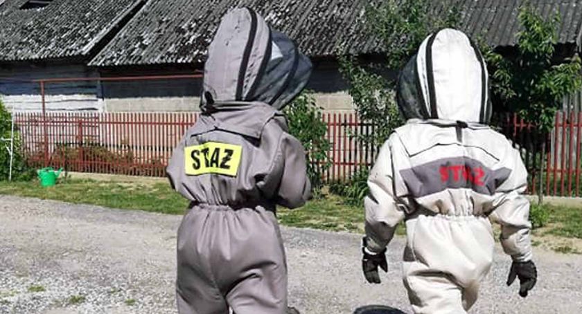 Kiedy przeprowadzać „eksmisje” żądlących owadów?