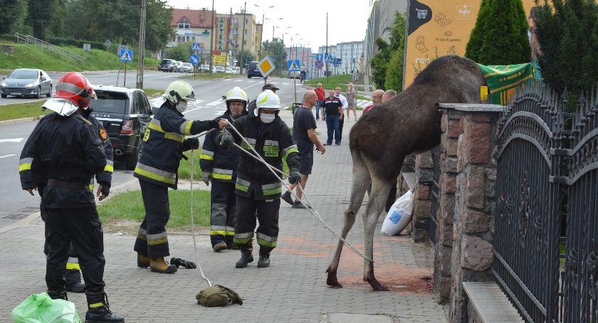 Makabryczny obrazek. Śmierć łosia na ogrodzeniu posesji [ZDJĘCIA]