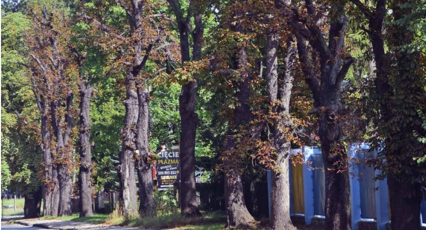Co się stało z pięknymi kasztanowcami?