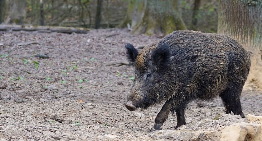 Dużo dzików do odstrzału w powiecie koneckim