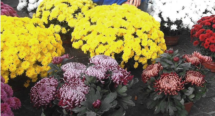 Pomoc dla producentów i sprzedawców chryzantem