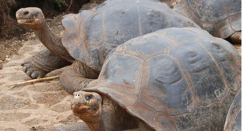 Marzeny Kądzieli wycieczka na Galapagos