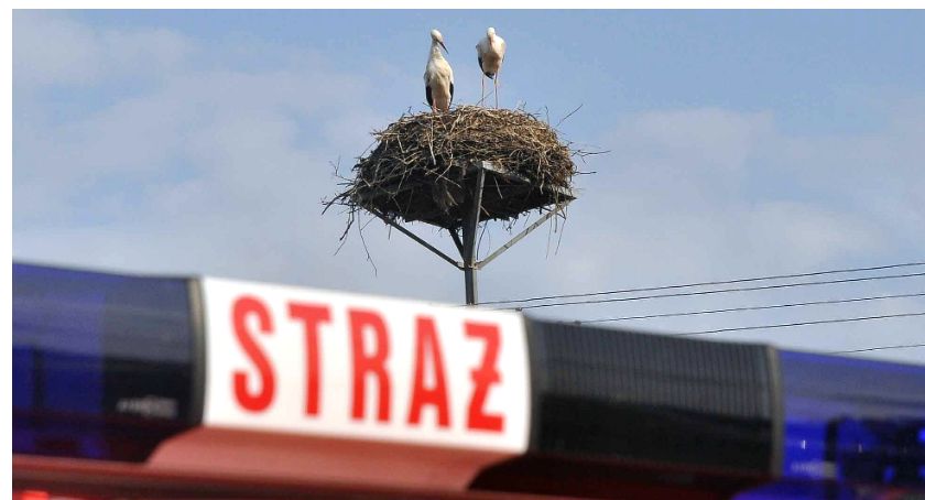 Na konecczyznę wróciły bociany. To znak, że... [ZDJĘCIA]