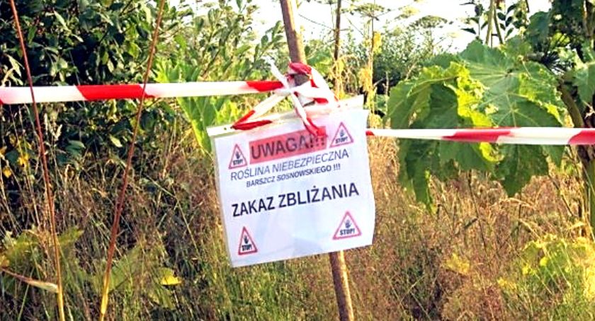 W gminie Końskie wzrasta liczba stanowisk niebezpiecznych roślin