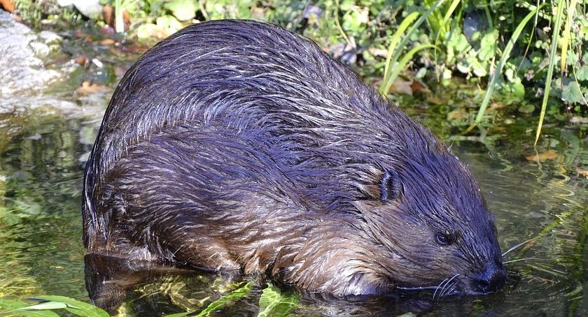Jakie zwierzęta mamy pod ochroną?