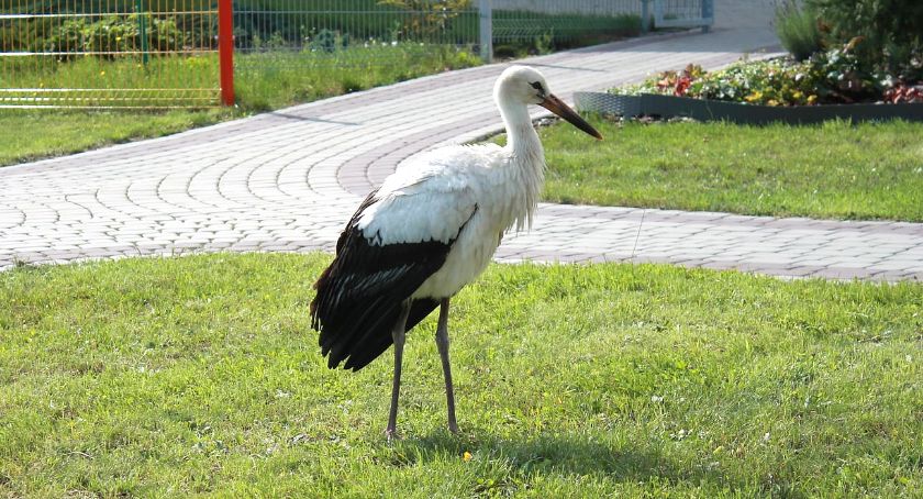 SMYKÓW. Chciał zapisać się do przedszkola? [ZDJĘCIA]