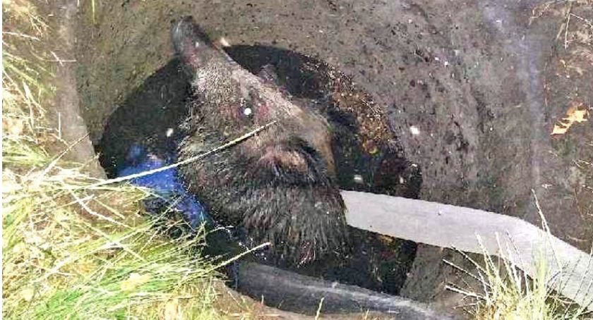 BŁASZKÓW. Nietypowa akcja ratownicza strażaków