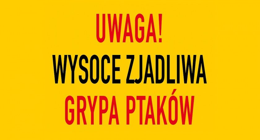 Do powiatu koneckiego dotarła ptasia grypa