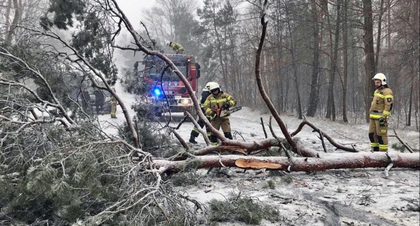 POWIAT KONECKI. Burza śnieżna i wichura przewracały drzewa [ZDJĘCIA]