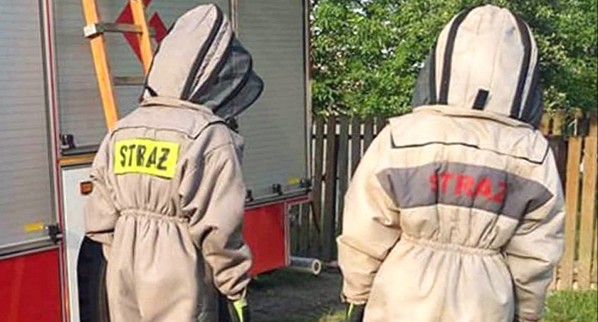 POWIAT KONECKI. Wojna strażaków z osami i szerszeniami [ZDJĘCIA]
